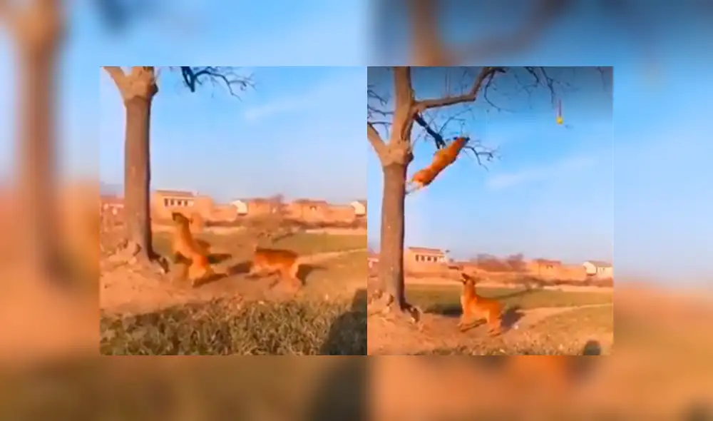 Desliza a la izquierda para ver el nuevo viral de Facebook. Foto: Captura.