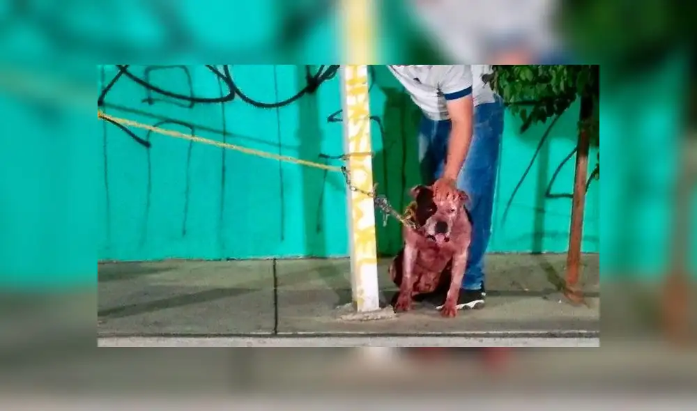Autoridades no sacrificarán a pitbull que mató a ladrón 
