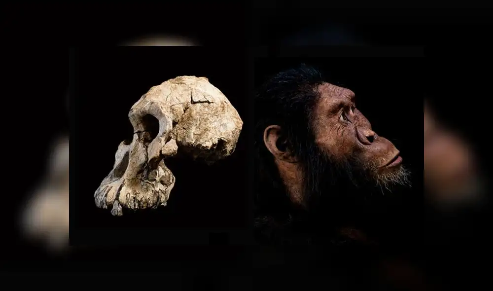 Cráneo encontrado (izquierda) y reconstrucción facial del homínido. Imágenes: Cleveland Museum of Natural History.