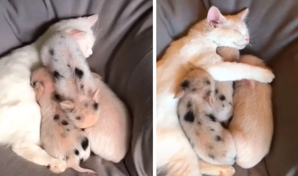 Desliza las imágenes para apreciar el tierno gesto de un gato cuando se queda solo con unos cerdos bebés. Foto: Captura de TikTok Desliza las imágenes para apreciar el tierno gesto de un gato cuando se queda solo con unos cerdos bebés. Foto: Captura de TikTok