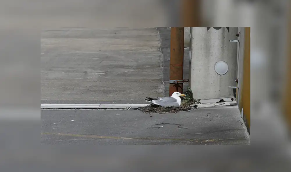 Vecinos de la zona dieron alerta sobre la pequeña ave que no podía moverse. Foto: referencial/Reuters Vecinos de la zona dieron alerta sobre la pequeña ave que no podía moverse. Foto: referencial/Reuters
