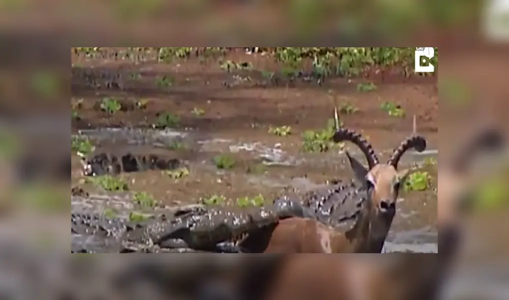 Desliza hacia la izquierda para ver las imágenes del viral de YouTube. Foto: Captura. Desliza hacia la izquierda para ver las imágenes del viral de YouTube. Foto: Captura.