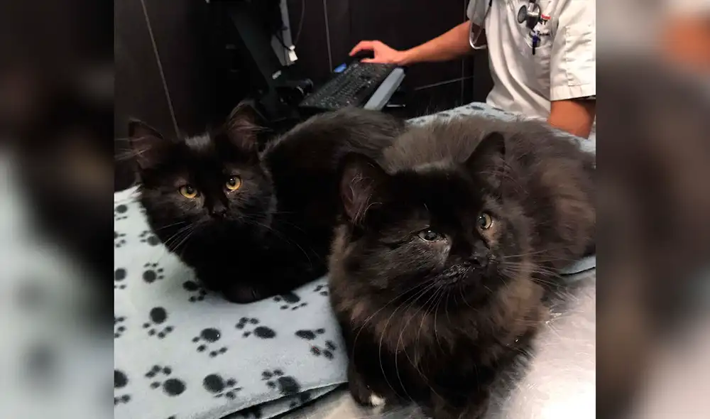 Los pequeños son cuidados por un refugio de animales. Foto: Chatons Orphelins Montréal / Facebook Los pequeños son cuidados por un refugio de animales. Foto: Chatons Orphelins Montréal / Facebook