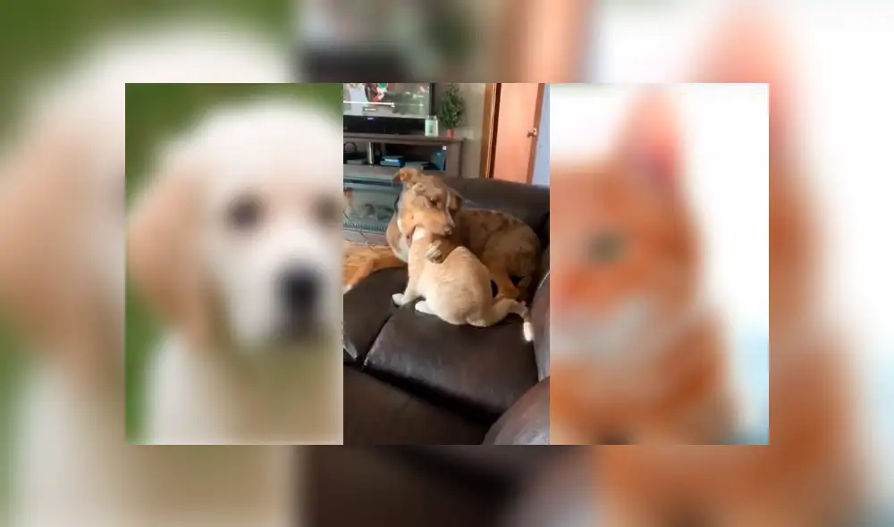 Video es viral en Facebook. La mujer revisó el video de seguridad y quedó impactada, luego de saber lo que sus queridas mascotas hacen cuando no está en casa. Foto: Captura. Video es viral en Facebook. La mujer revisó el video de seguridad y quedó impactada, luego de saber lo que sus queridas mascotas hacen cuando no está en casa. Foto: Captura.