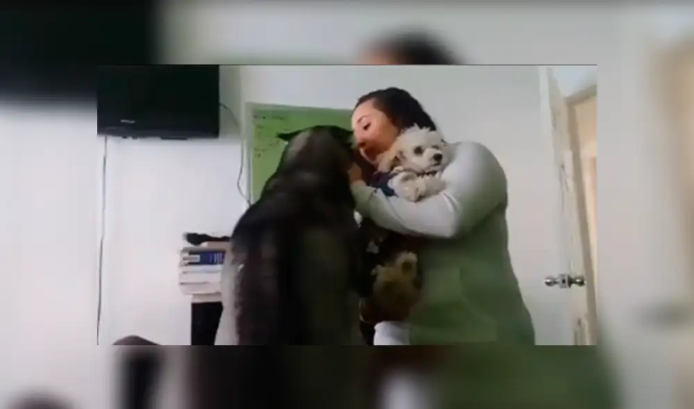 Desliza las imágenes para conocer la emotiva reacción de un perro para ‘pedir’ perdón a su dueña. Foto: Captura.