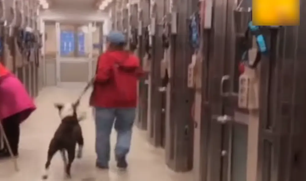 Desliza hacia la izquierda para ver las conmovedoras imágenes de un perro al ser abandonado en un albergue. Foto. captura de YouTube