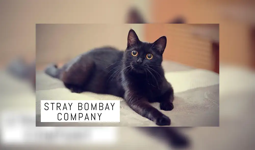 Escritor de Half Life 2 y diseñadora de Riot Games forman nuevo estudio y su imagen es un gato