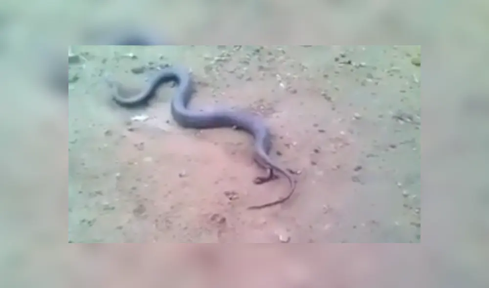 Voraz serpiente pare a sus crías y genera terror en usuarios de Facebook por el aspecto de los reptiles bebés. Voraz serpiente pare a sus crías y genera terror en usuarios de Facebook por el aspecto de los reptiles bebés.
