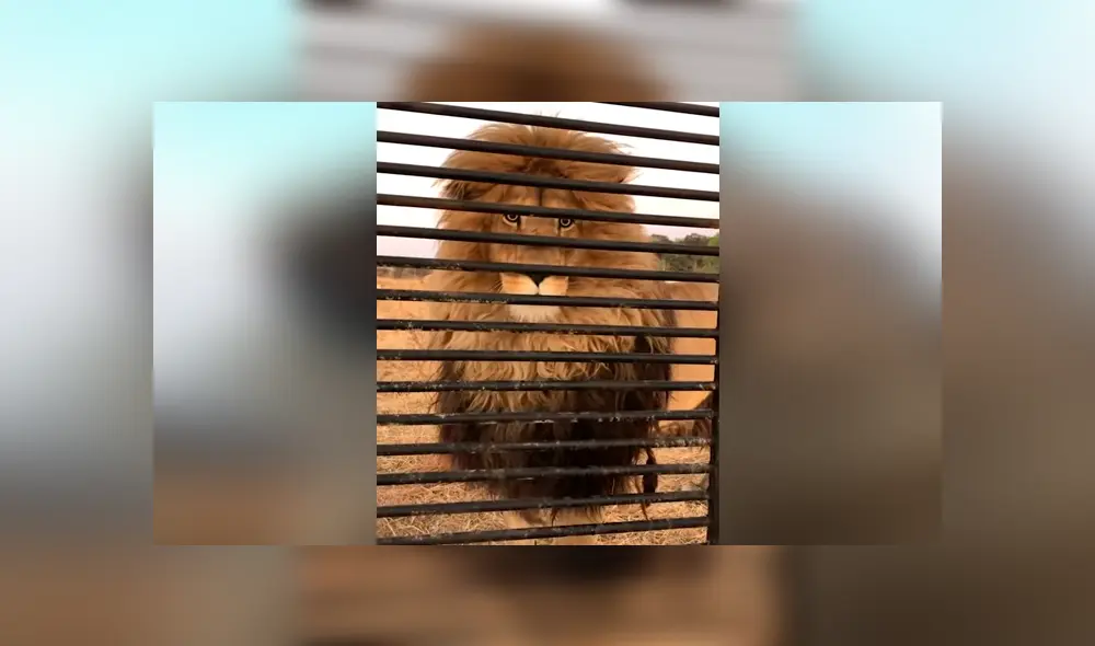 Turista se mete a jaula de feroces leones, sin imaginar que depredadores intentarían devorarlo [VIDEO] 