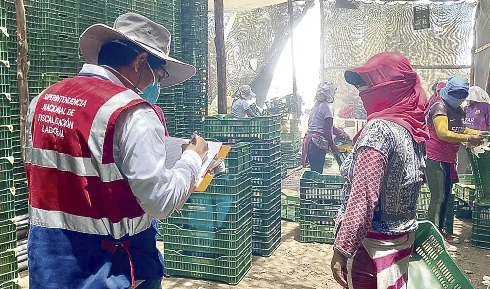 agraria agro agricultor sunafil ica agricultura