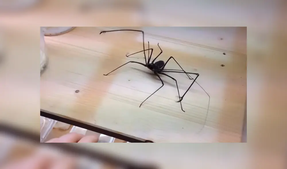 YouTube viral: joven se topa con extraña criatura arácnida, intenta tocarla y esta tiene increíble reacción YouTube viral: joven se topa con extraña criatura arácnida, intenta tocarla y esta tiene increíble reacción