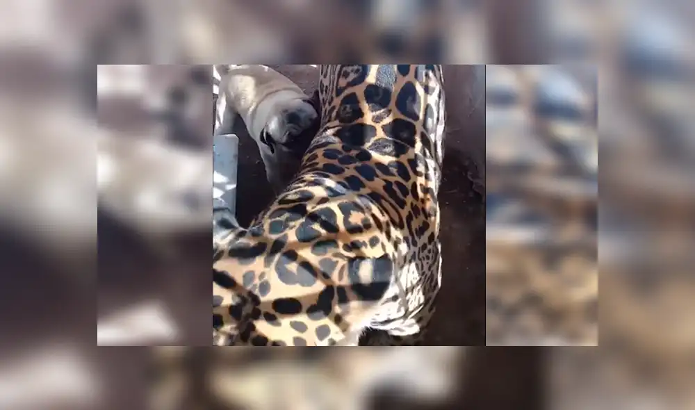 Facebook viral: terror por audaz perro que ingresa a jaula de jaguar enfurecido en México [VIDEO]