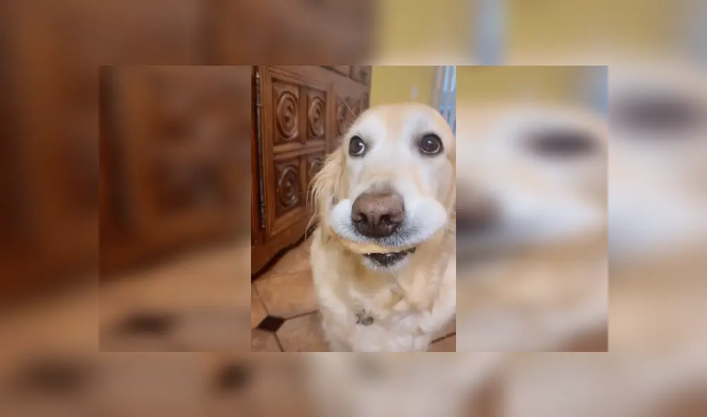 Desliza para ver más imágenes sobre el curioso comportamiento de este perrito. (Foto: captura / TikTok)