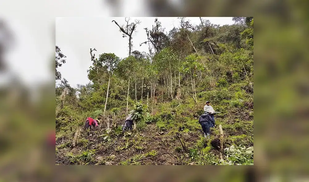 El árbol de la quina: entre la extinción y su rescate en la zona andina de Lambayeque El árbol de la quina: entre la extinción y su rescate en la zona andina de Lambayeque