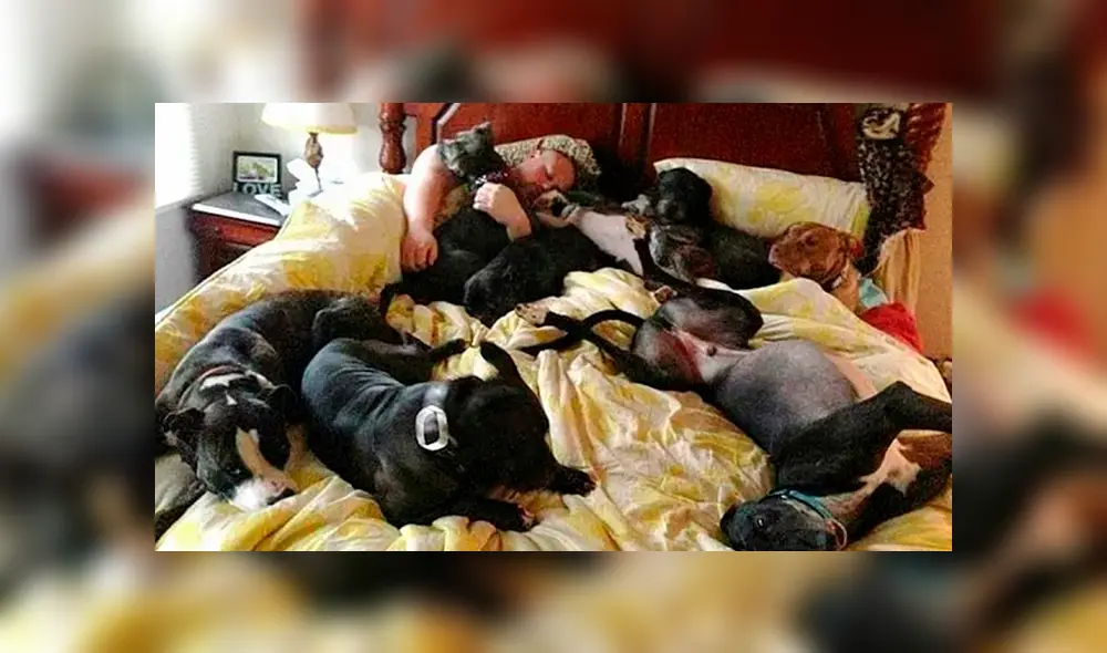 Desliza las imágenes para apreciar la enorme cama que fabricó la pareja para descansar con sus adoradas mascotas. Desliza las imágenes para apreciar la enorme cama que fabricó la pareja para descansar con sus adoradas mascotas.