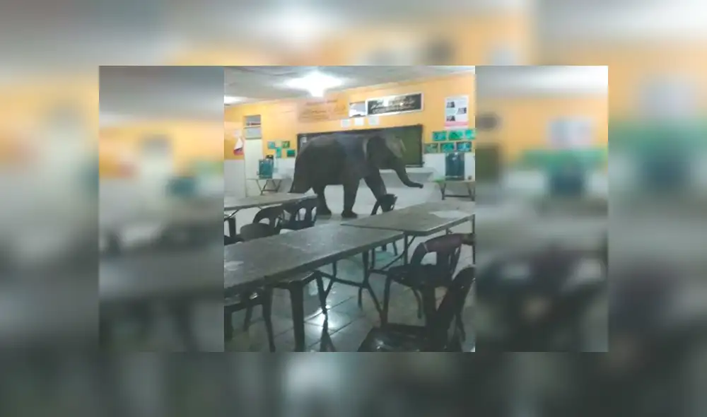 Facebook: elefante causa pánico al irrumpir en escuela de Malasia [VIDEO]