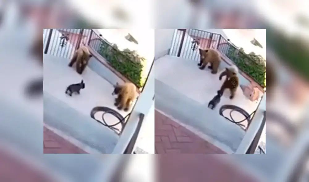 YouTube: Un pequeño perro se enfrenta a dos enormes osos y el final es inesperado [VIDEO]