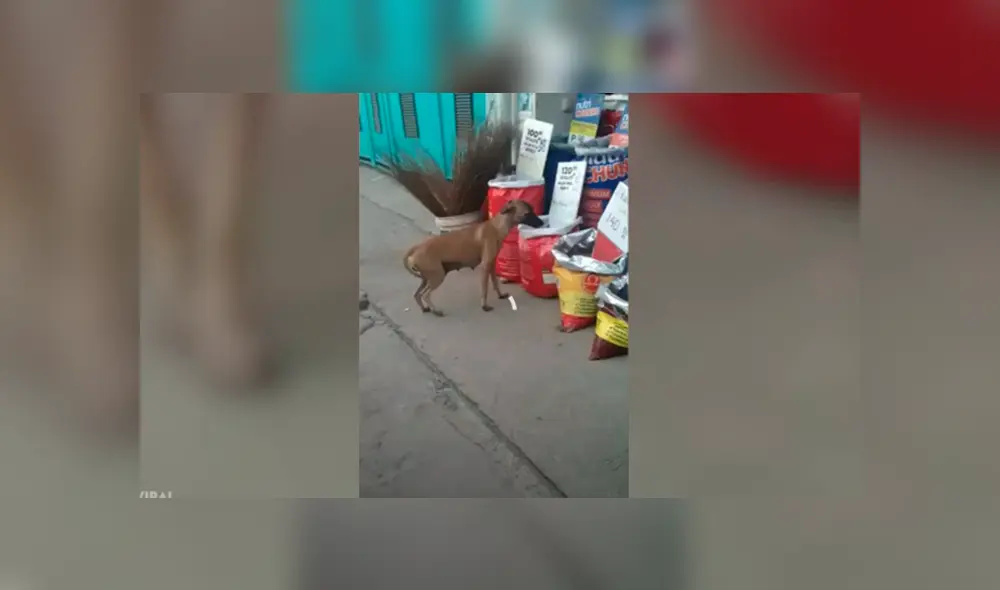 Desliza las imágenes para ver la curiosa escena que protagonizó este perrito que robó comida para sobrevivir. Fotocaptura: Viral Press/YT Desliza las imágenes para ver la curiosa escena que protagonizó este perrito que robó comida para sobrevivir. Fotocaptura: Viral Press/YT