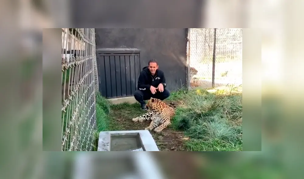 Desliza hacia la izquierda para ver la reacción del felino con su dueño, escena que es viral en Facebook. Desliza hacia la izquierda para ver la reacción del felino con su dueño, escena que es viral en Facebook.