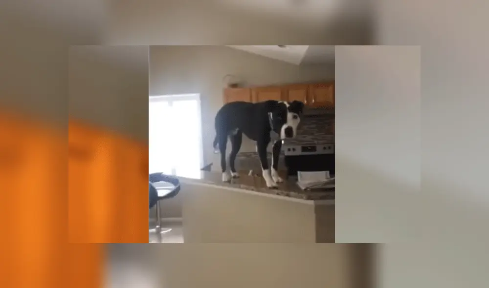 Desliza las imágenes para ver más detalles sobre este perrito que es viral en YouTube. Desliza las imágenes para ver más detalles sobre este perrito que es viral en YouTube.