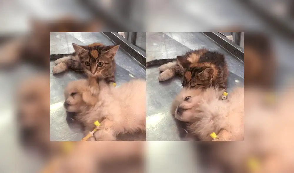 Vía Facebook: adorables gatos dormían plácidamente hasta que jauría de perros los espantó [VIDEO]