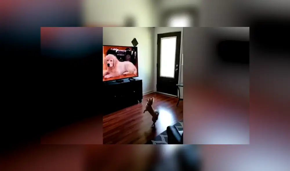 Desliza las imágenes para observar la emotiva reacción de un perro al notar a otros animales en la televisión. Desliza las imágenes para observar la emotiva reacción de un perro al notar a otros animales en la televisión.