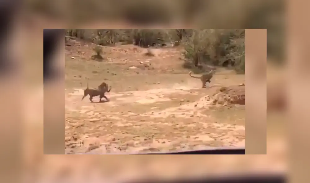 El leopardo persiguió y capturó al pequeño jabalí delante de un grupo de turistas, quienes fueron testigos cómo la madre del cerdo salvaje protege a su cría.