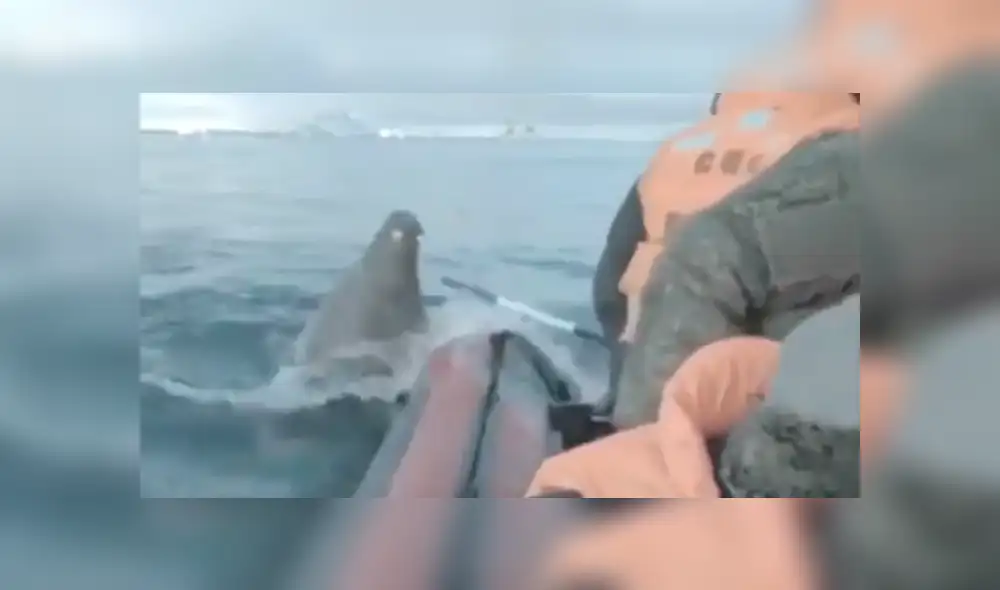La morsa tuvo una inesperada reacción al ver a los hombres en su territorio. Foto: captura La morsa tuvo una inesperada reacción al ver a los hombres en su territorio. Foto: captura