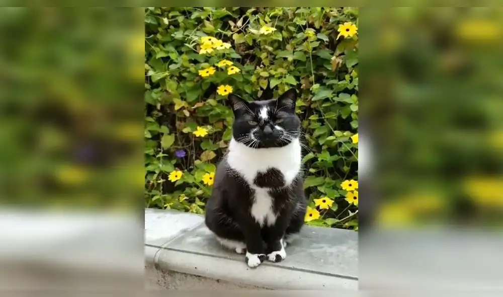 Facebook: Joven capta a su gato al lado de ‘Gokú’, pero curioso detalle llama la atención [FOTO]