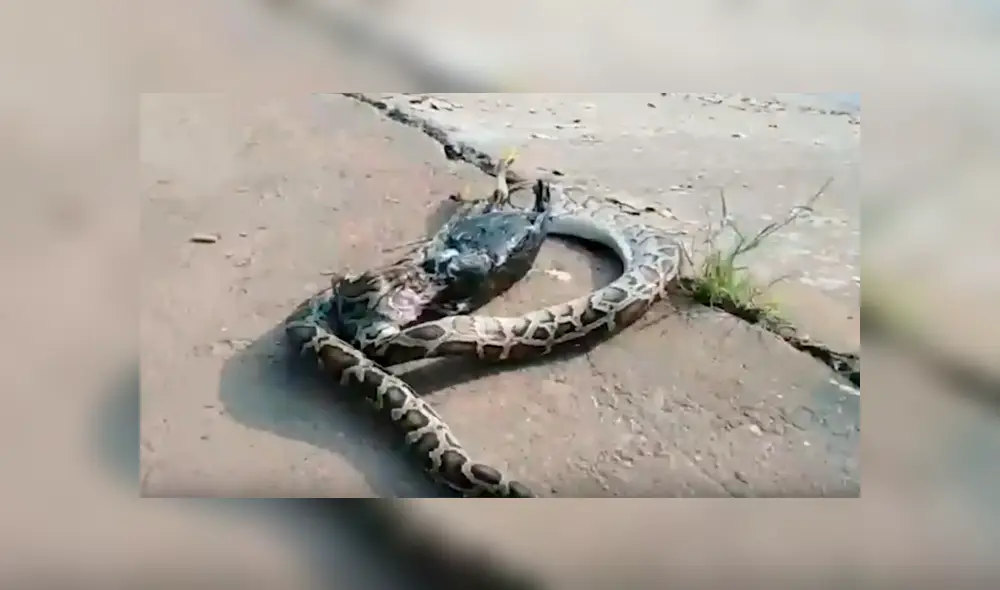 Un granjero captó en un video viral de Facebook el terrorífico instante en que se topó con una pitón gigante, la asustó y vio cómo regurgitó a su gallo de pelea. Un granjero captó en un video viral de Facebook el terrorífico instante en que se topó con una pitón gigante, la asustó y vio cómo regurgitó a su gallo de pelea.