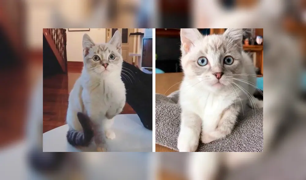 Desliza las imágenes hacia la izquierda para conocer la conmovedora historia de un indefenso gato. Desliza las imágenes hacia la izquierda para conocer la conmovedora historia de un indefenso gato.