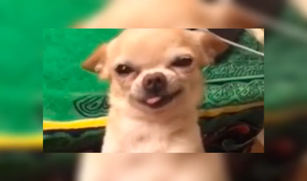 En Facebook, una pareja mencionó amorosas frases a su mascota y este les agradeció con una curiosa sonrisa. En Facebook, una pareja mencionó amorosas frases a su mascota y este les agradeció con una curiosa sonrisa.