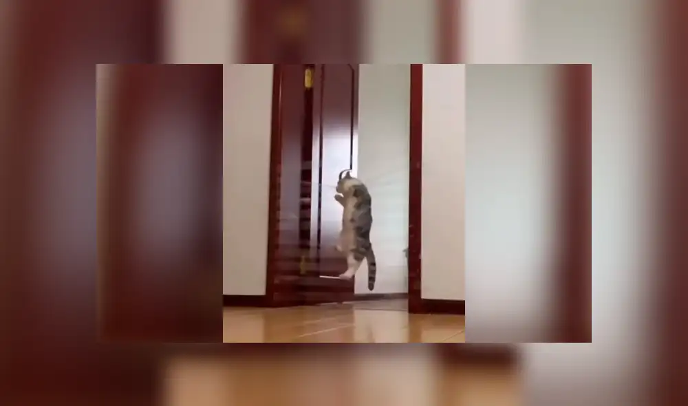 Desliza las imágenes hacia la izquierda para observar a un gato queriendo superar un juego creado por su dueño.