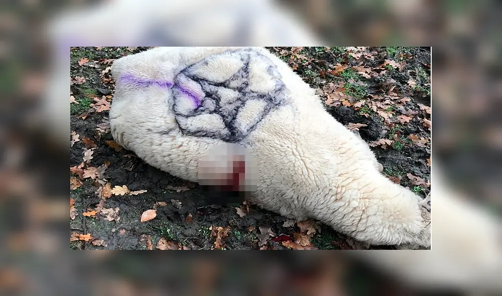 Descubren otras tres ovejas degolladas y con pintas de magia negra en el cuerpo como ‘sacrificio’ [FOTOS] 