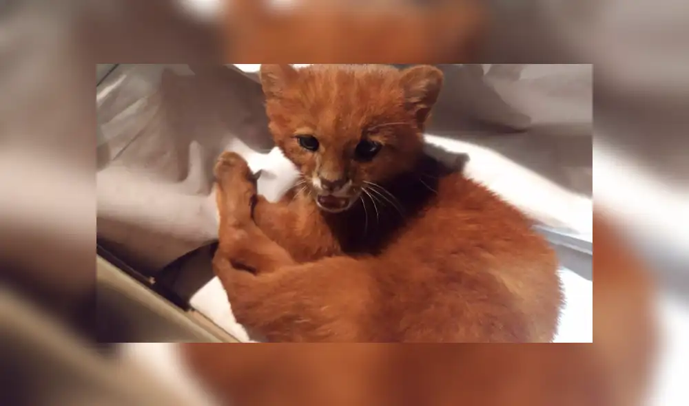 Desliza para ver las imágenes más tiernas de la historia que se hizo viral en Facebook. Desliza para ver las imágenes más tiernas de la historia que se hizo viral en Facebook.