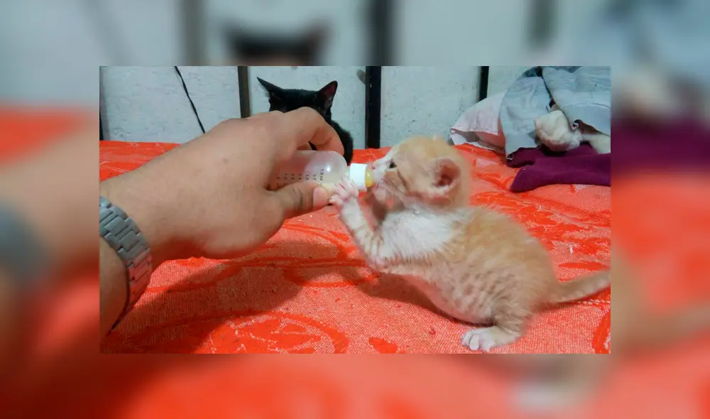 Desliza para ver el radical cambio de este gatito que enamoró a miles en Facebook. Foto: Captura.