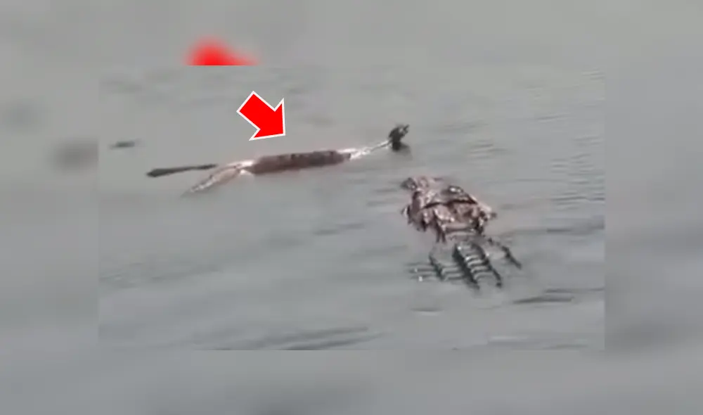 Un turista quedó aterrado al grabar en un video viral de YouTube el brutal enfrentamiento entre una anaconda y un cocodrilo en un caudaloso río del Amazonas.