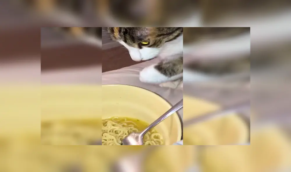 En YouTube, un chico olvidó su plato de comida sobre la mesa y no imaginó que su gato haría una travesura. En YouTube, un chico olvidó su plato de comida sobre la mesa y no imaginó que su gato haría una travesura.