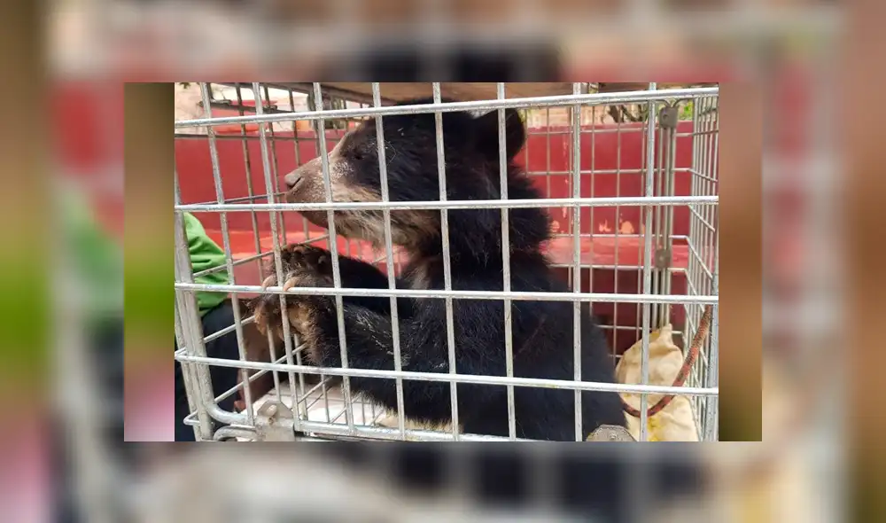 Huancayo: rescatan a osezno que fue encontrado amarrado a un árbol [FOTOS]