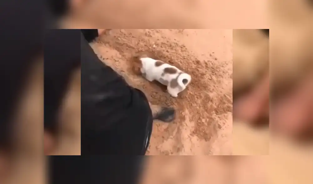 La tierna acción del cachorro por ayudar e integrarse al grupo sorprendió a miles. Foto: captura