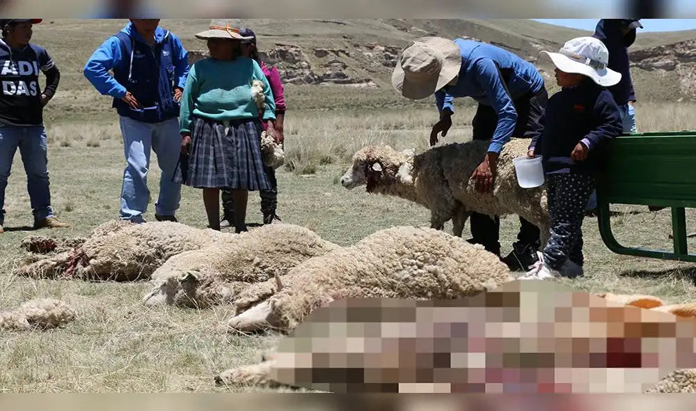 Jauría de perros callejeros devora más de 10 ovejas en comunidad de Cusco [FOTOS]