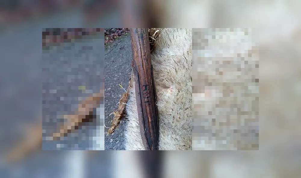 Descubren otras tres ovejas degolladas y con pintas de magia negra en el cuerpo como ‘sacrificio’ [FOTOS] 