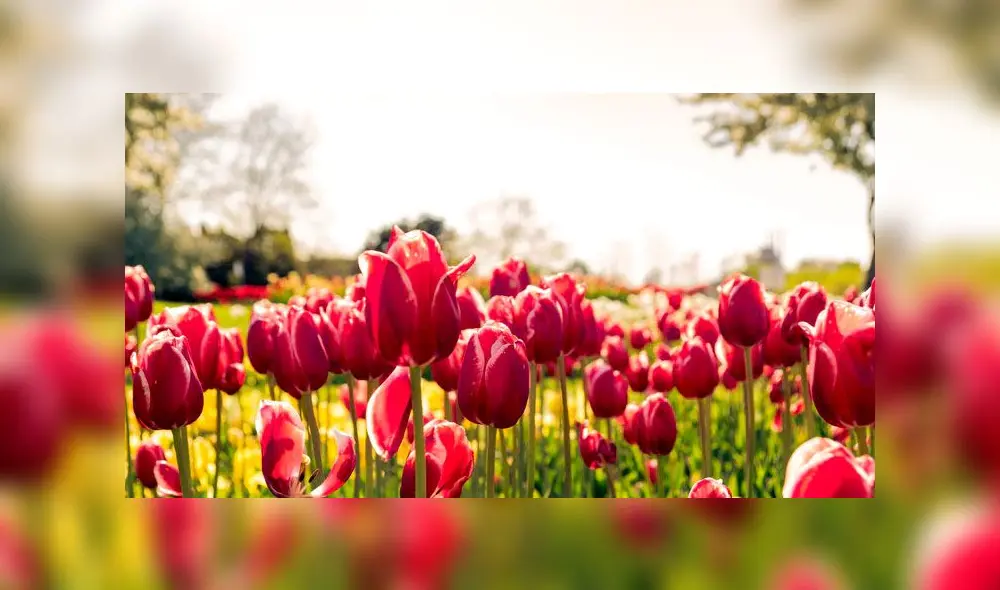 Los tulipanes son uno de los símbolos de Holanda. Foto: Unplash