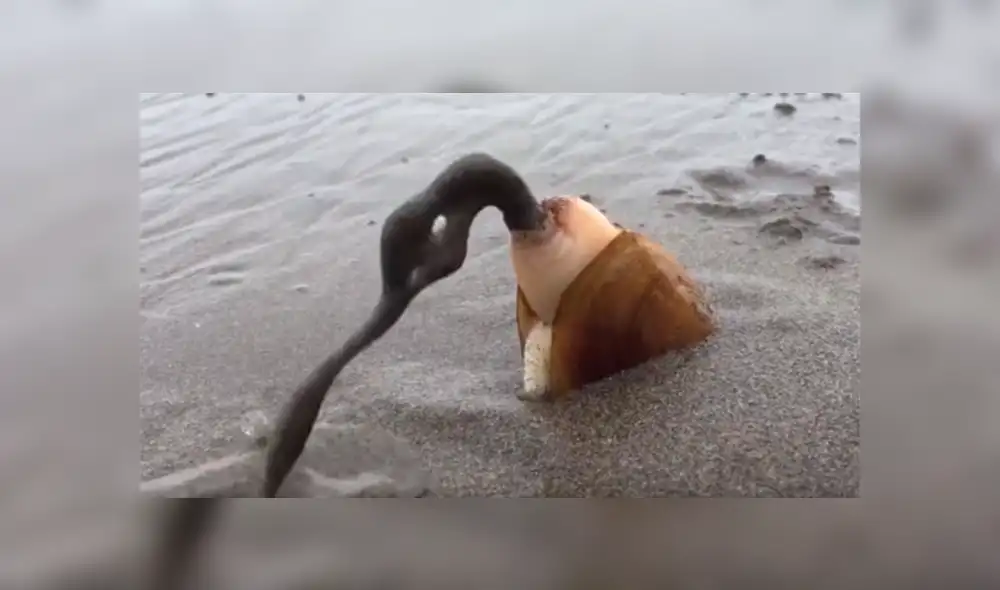 YouTube viral: se acerca a misteriosa criatura marina, sin imaginar que haría algo asqueroso [VIDEO]