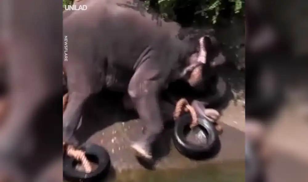 Un desgarrador video viral de Facebook mostró la hazaña que realizaron un grupo de pobladores para salvar la vida de un pequeño elefante que cayó en un peligroso canal.