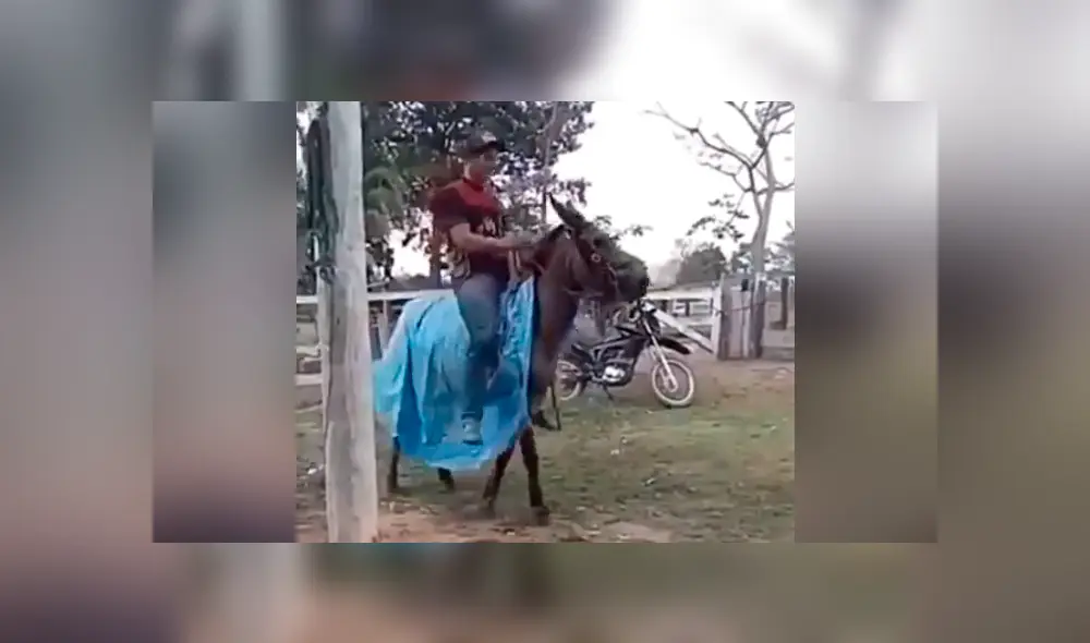 Facebook viral: chico confunde mula salvaje con caballo, se monta y pasa vergüenza [VIDEO] 