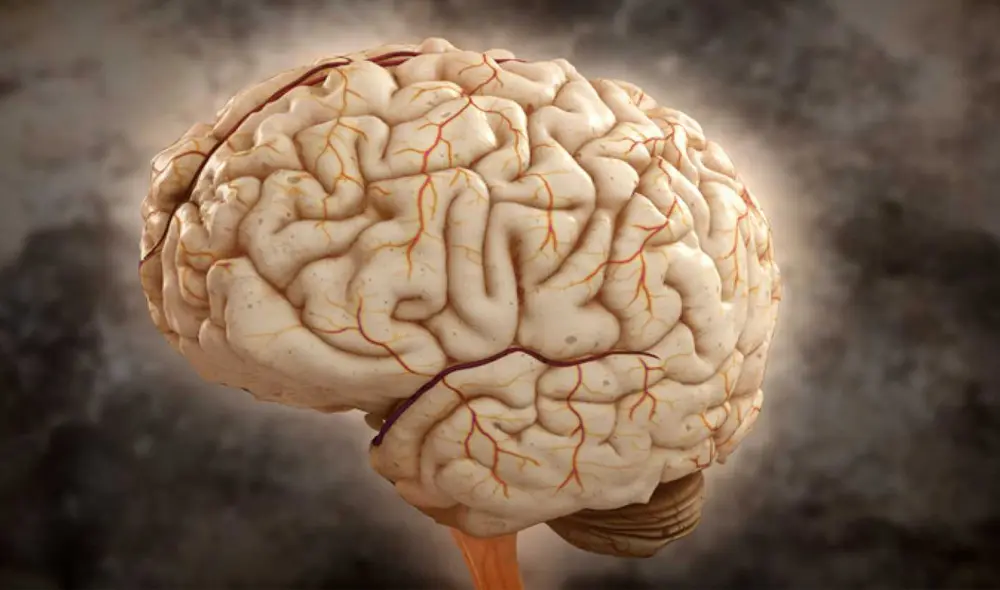 La exploración del cerebro conllevaría a mejorar tecnologías de inteligencia artificial | Fotocaptura: Nat Geo