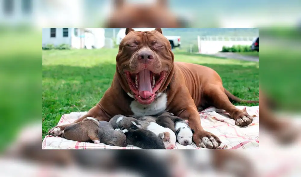 YouTube viral: perro pitbull recibe maltratos de un travieso mono y le responde de insólita forma [VIDEO]
