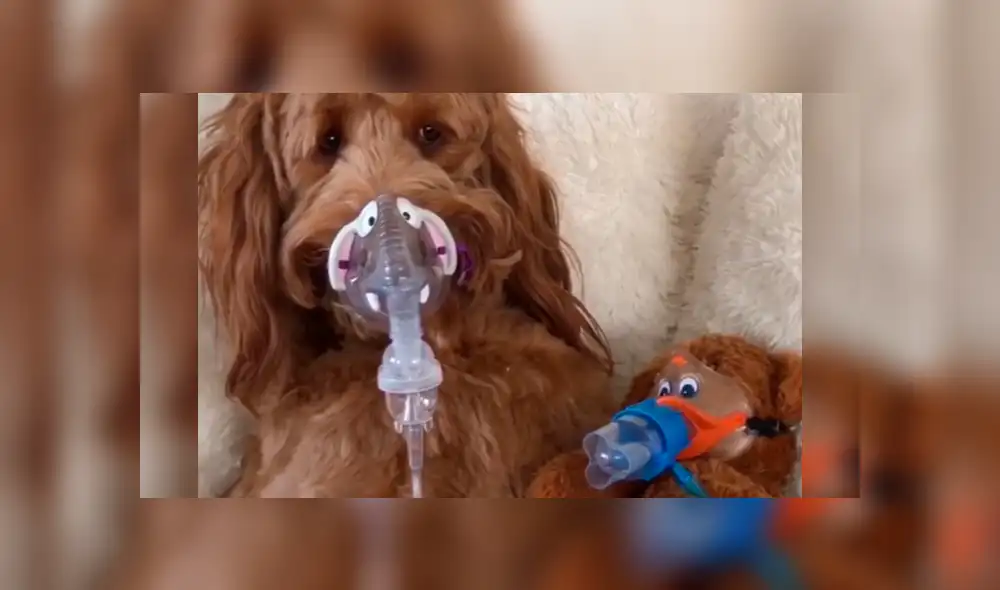 Facebook: perro tuvo miedo de usar inhalador hasta que el veterinario tuvo una brillante idea