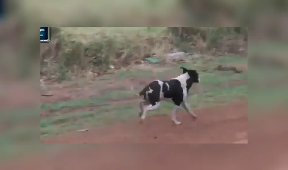 Facebook viral: perro ingresa a pista de carreras y se salva de morir atropellado de forma ‘milagrosa’ Facebook viral: perro ingresa a pista de carreras y se salva de morir atropellado de forma ‘milagrosa’